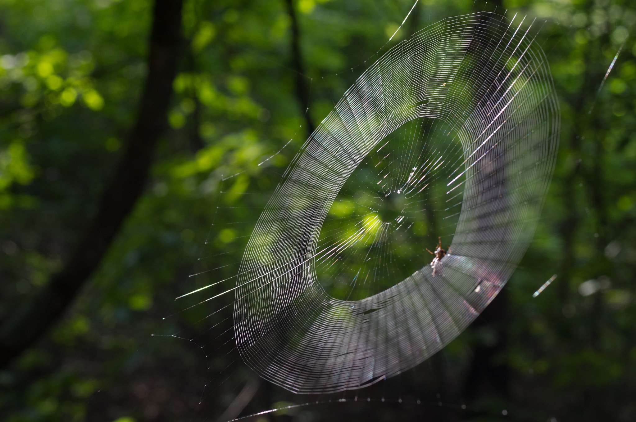 Pentax K-x + Pentax smc D-FA 50mm F2.8 Macro sample photo. Building a web photography