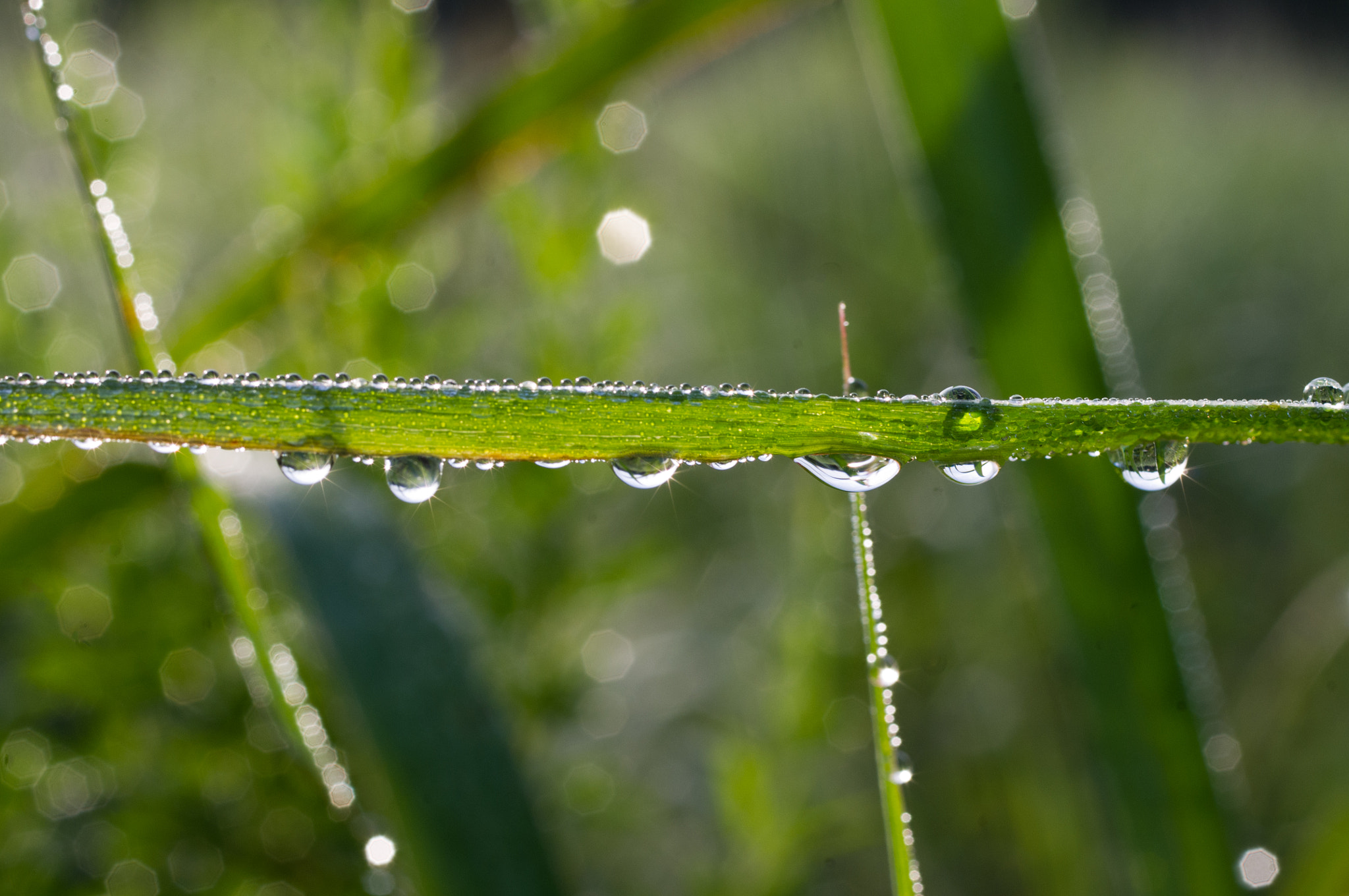 Pentax smc D-FA 50mm F2.8 Macro sample photo. Dew drpos photography