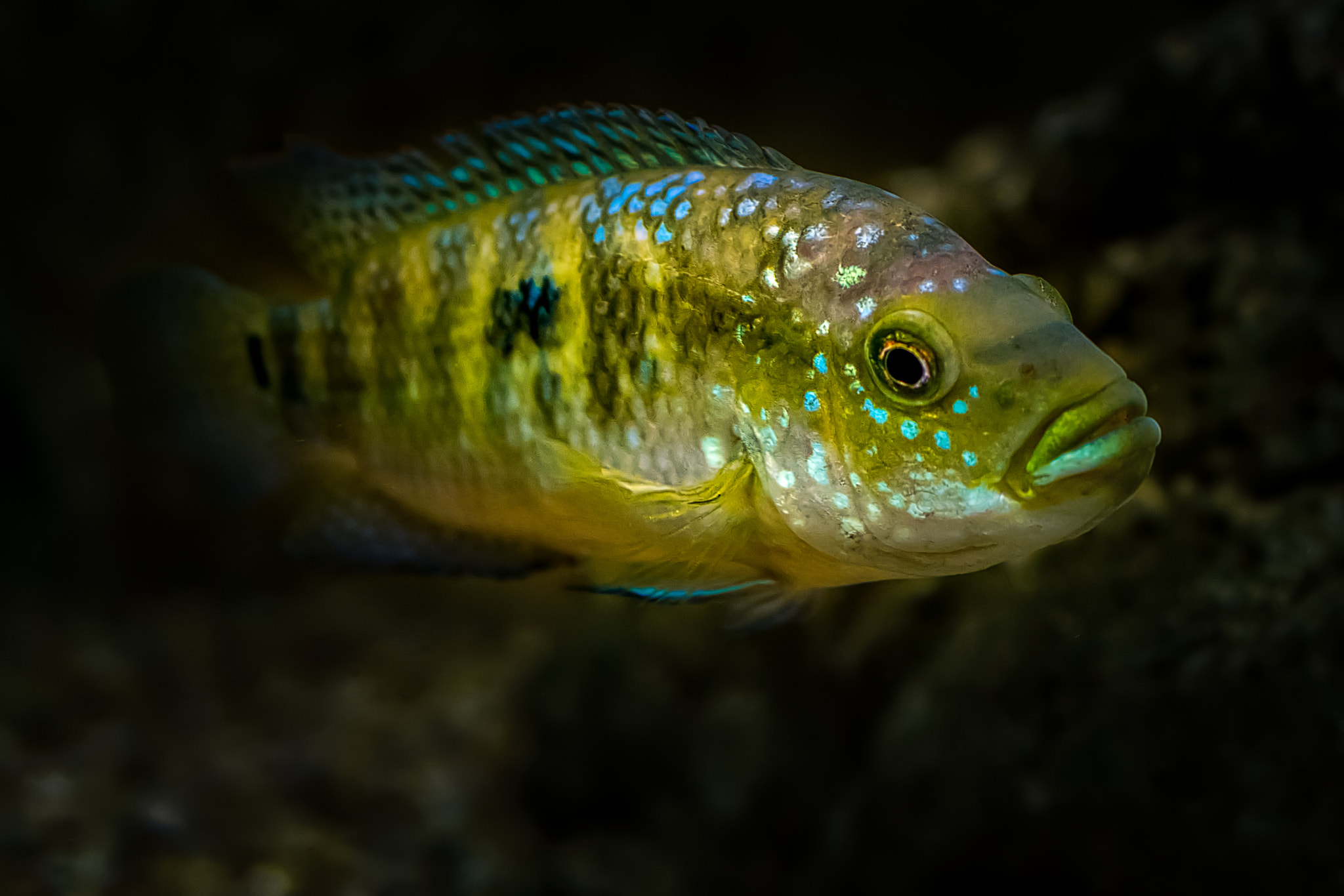 Nikon AF-S DX Micro Nikkor 40mm F2.8 sample photo. Fish005 photography