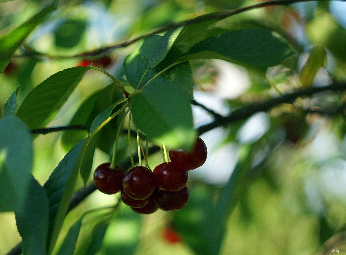 Sony SLT-A65 (SLT-A65V) + Minolta AF 50mm F1.7 sample photo. Cherries.. photography