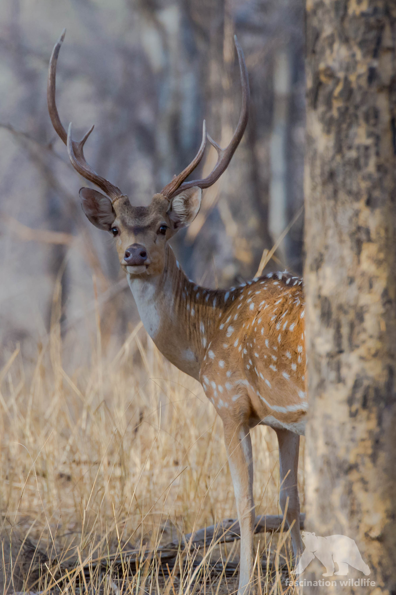 Nikon D4S sample photo. White spotted deer photography