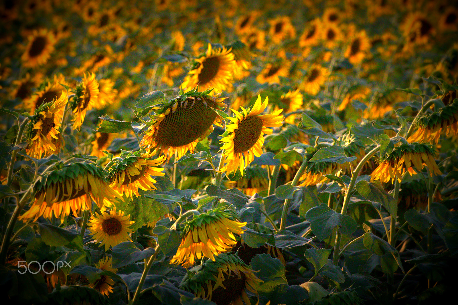 Canon EOS 7D + Tamron SP 70-300mm F4-5.6 Di VC USD sample photo. Sunflowers photography