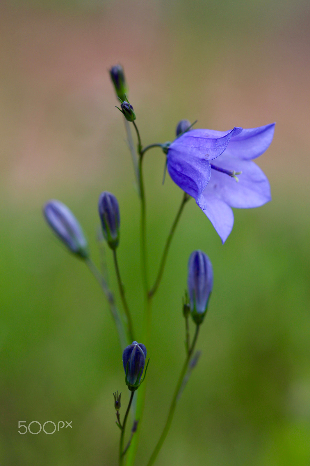 Canon EOS 650D (EOS Rebel T4i / EOS Kiss X6i) + Sigma 105mm F2.8 EX DG Macro sample photo. Ring the bell! photography