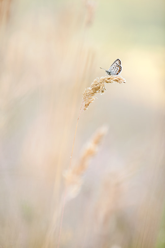 Canon EF 180mm F3.5L Macro USM sample photo. Silver-studded blue photography