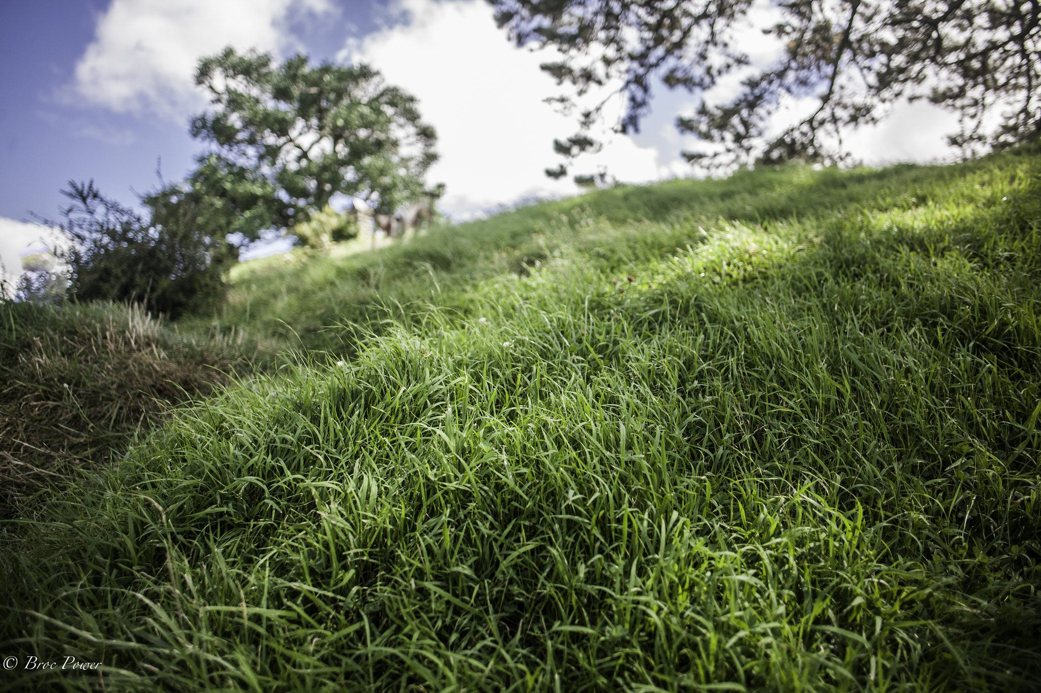 Canon EF 14mm F2.8L II USM sample photo. In the grass photography