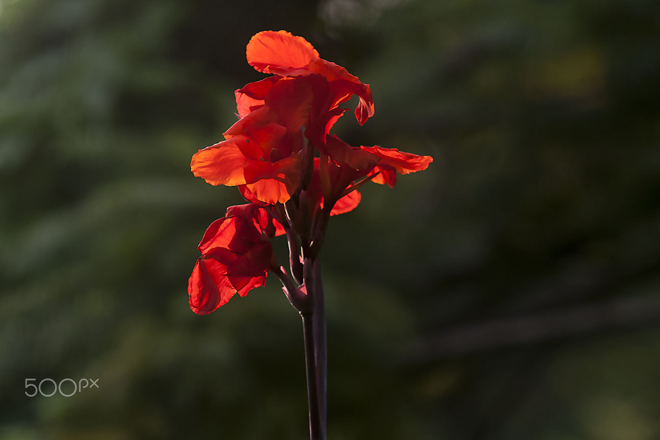 Nikon D80 sample photo. Red flower photography