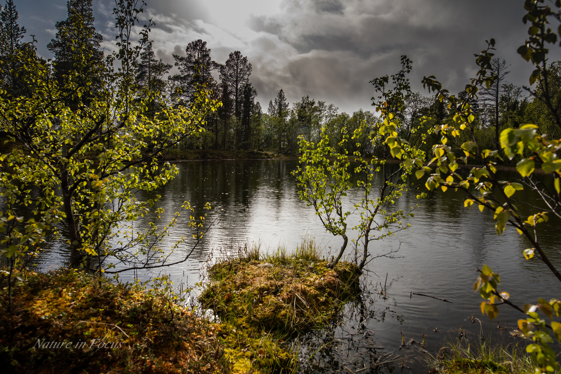 Sigma 20mm F1.4 DG HSM Art sample photo. The little pond photography