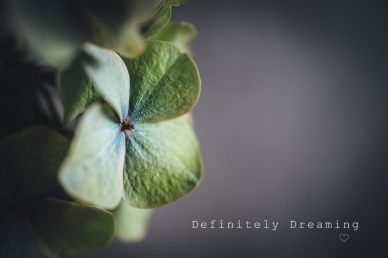 Sony a99 II sample photo. Hydrangea flower macro photography