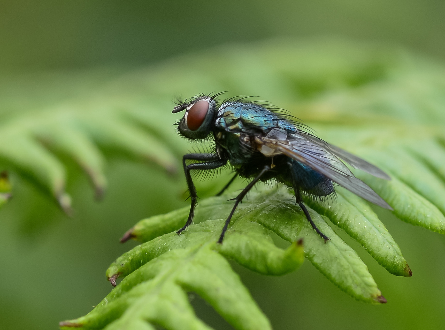 Nikon D800E + Nikon AF Micro-Nikkor 60mm F2.8D sample photo. Common fly. photography