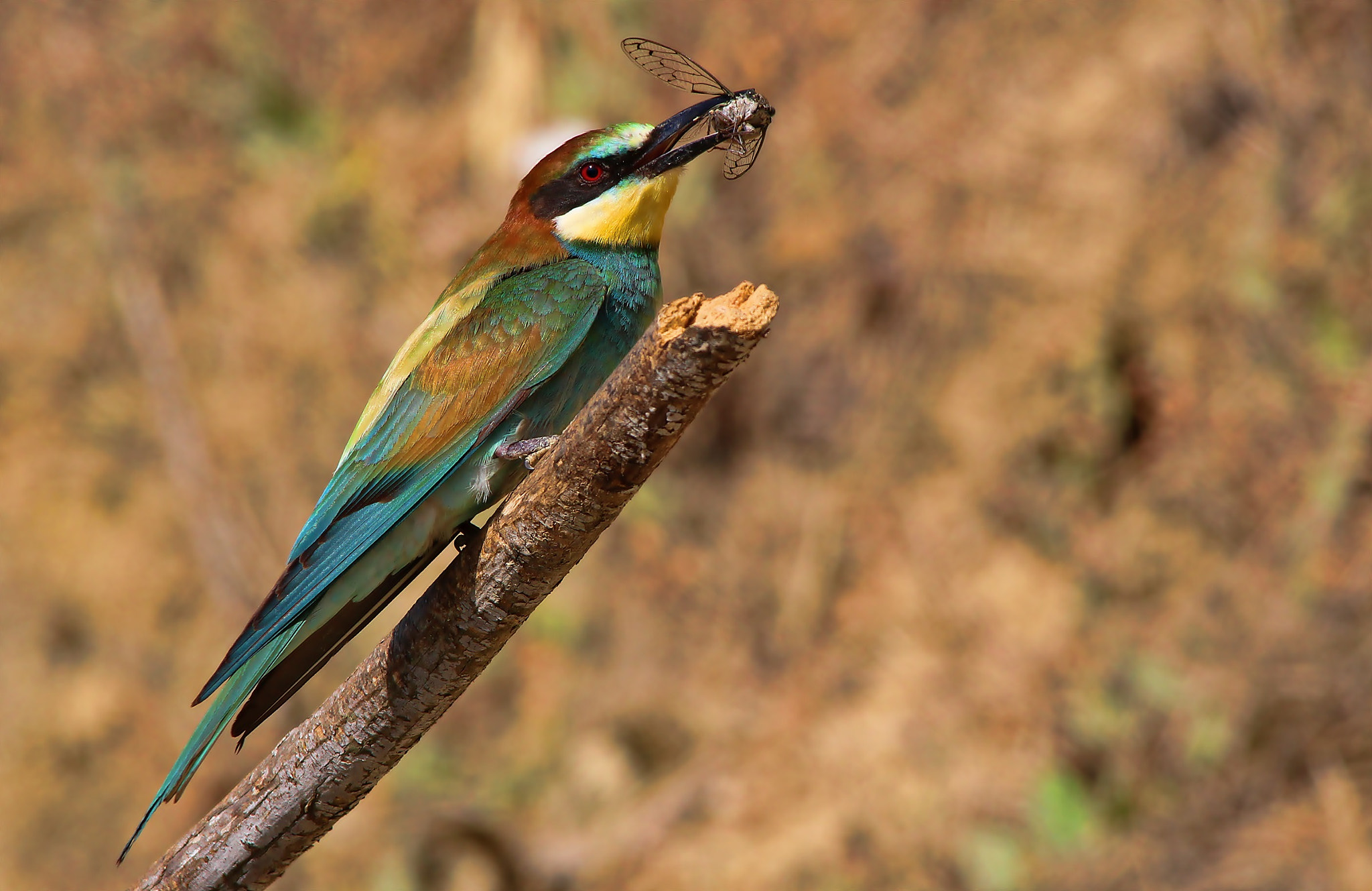 Sigma 150-500mm F5-6.3 DG OS HSM sample photo. Bee eater, gruccione photography