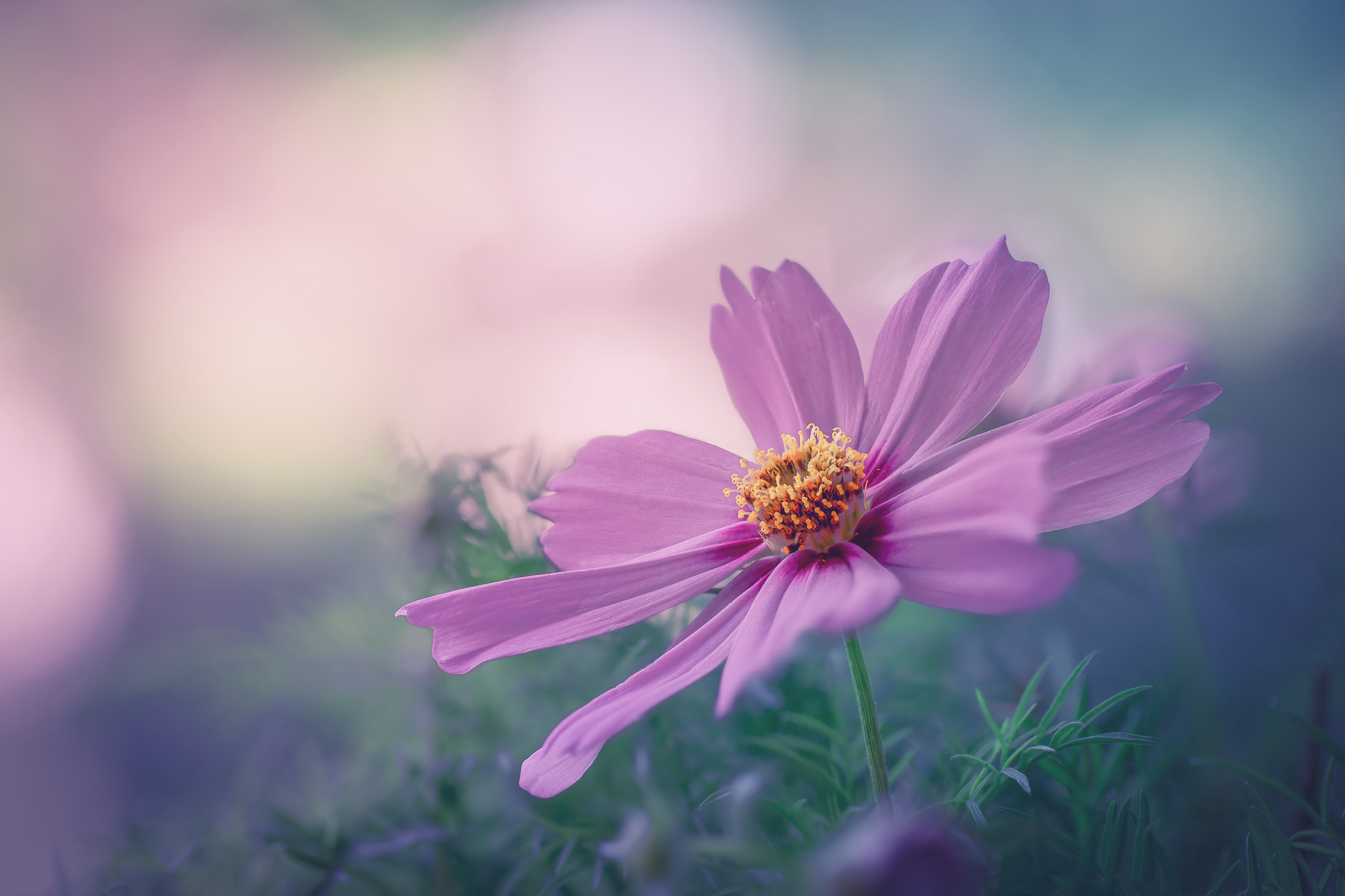 100mm F2.8 G SSM OSS sample photo. ~summer mood~ photography