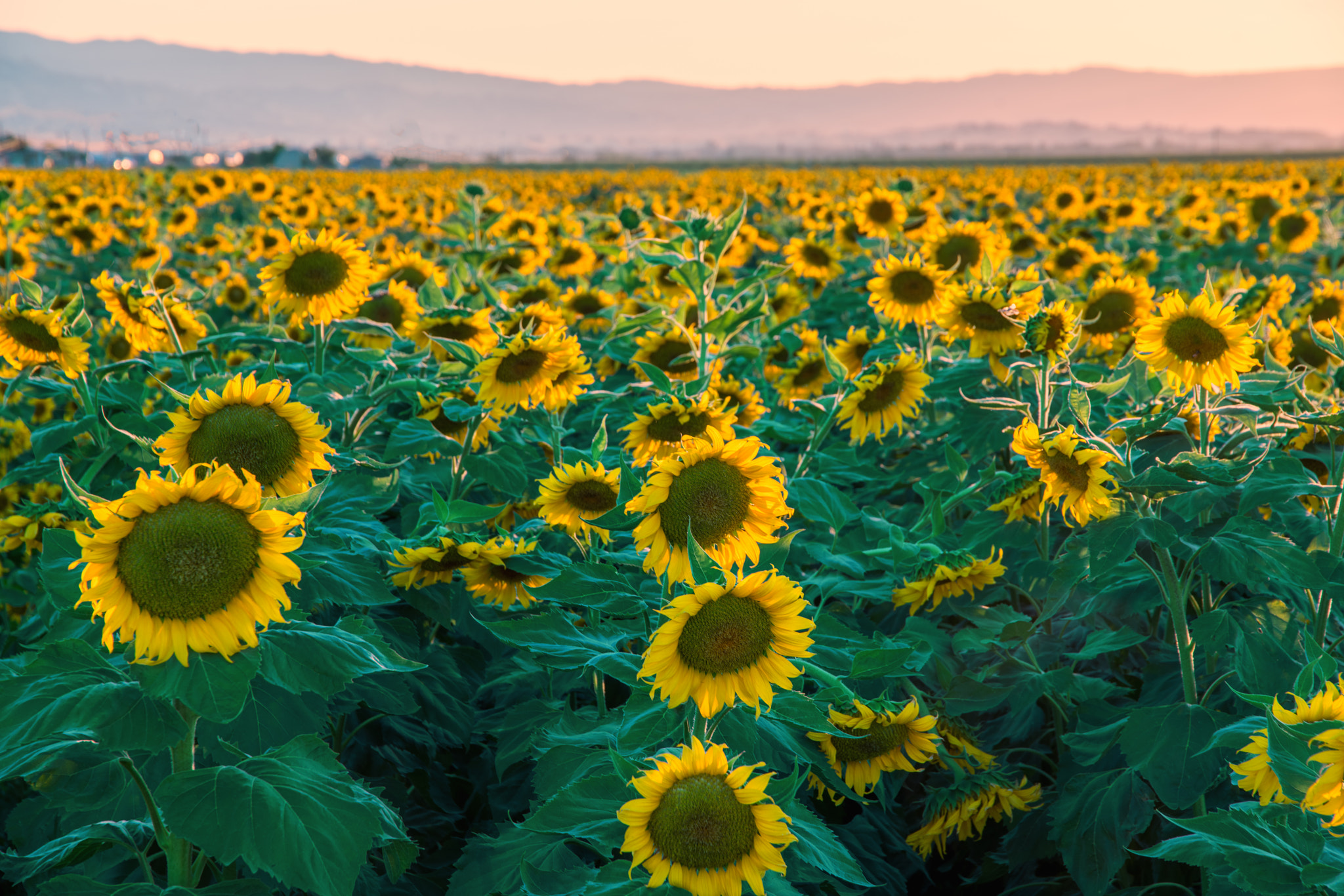 Sony a7R II sample photo. Stampede photography