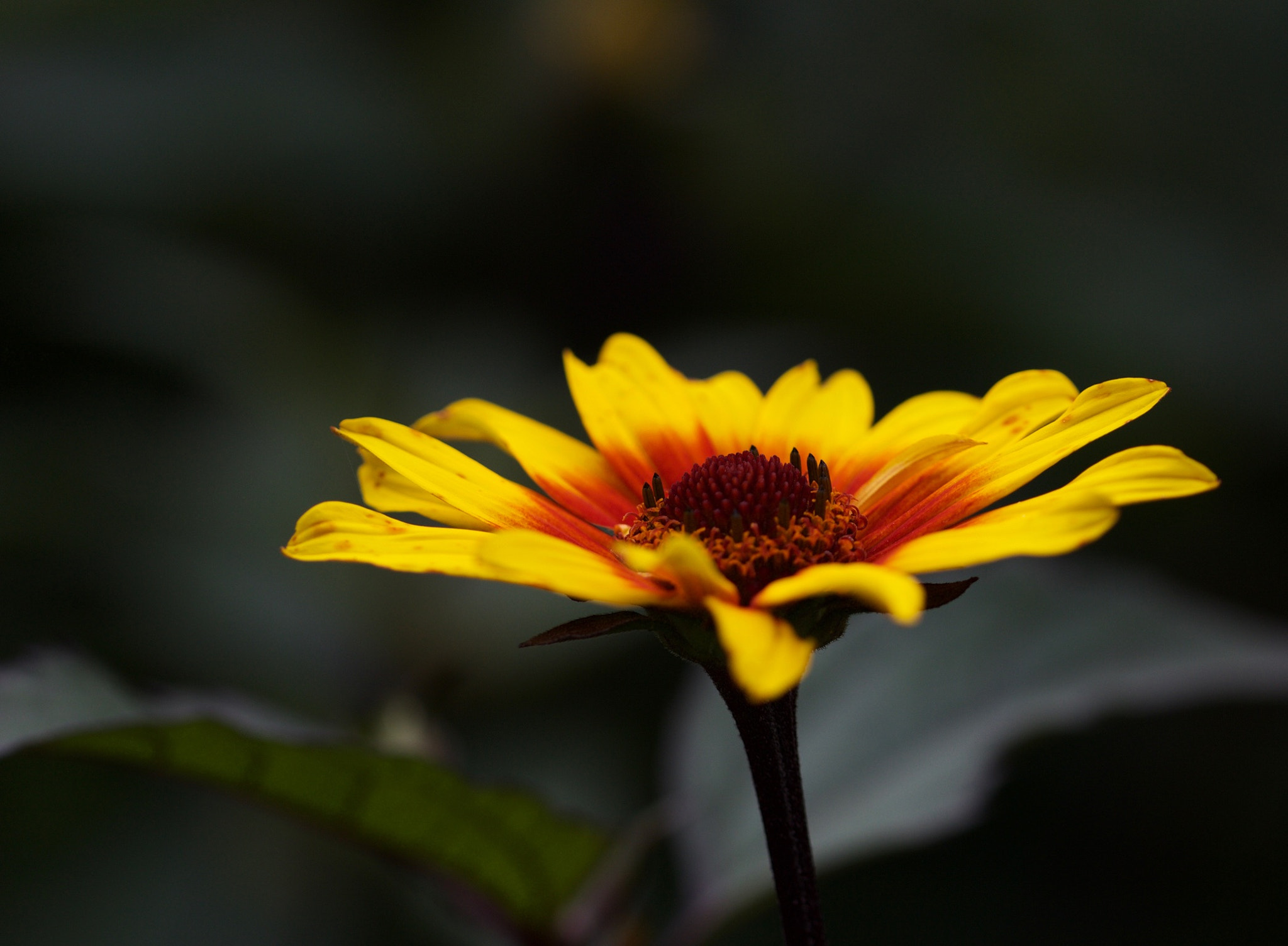 Canon EOS 650D (EOS Rebel T4i / EOS Kiss X6i) + Canon EF 100mm F2.8L Macro IS USM sample photo. Flamed flower photography