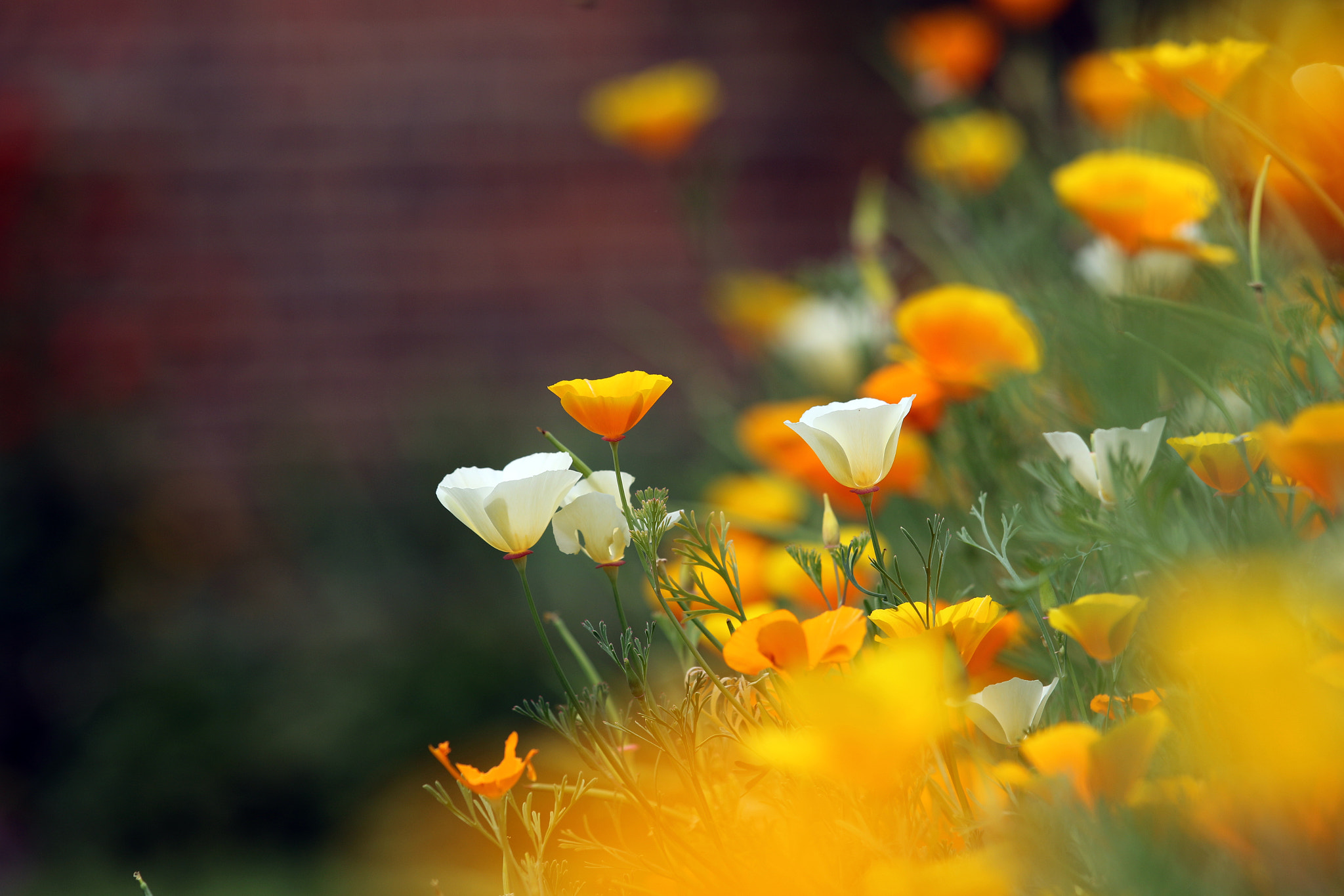 Canon EOS 70D + Sigma 50-500mm F4.5-6.3 DG OS HSM sample photo. Californian poppies photography