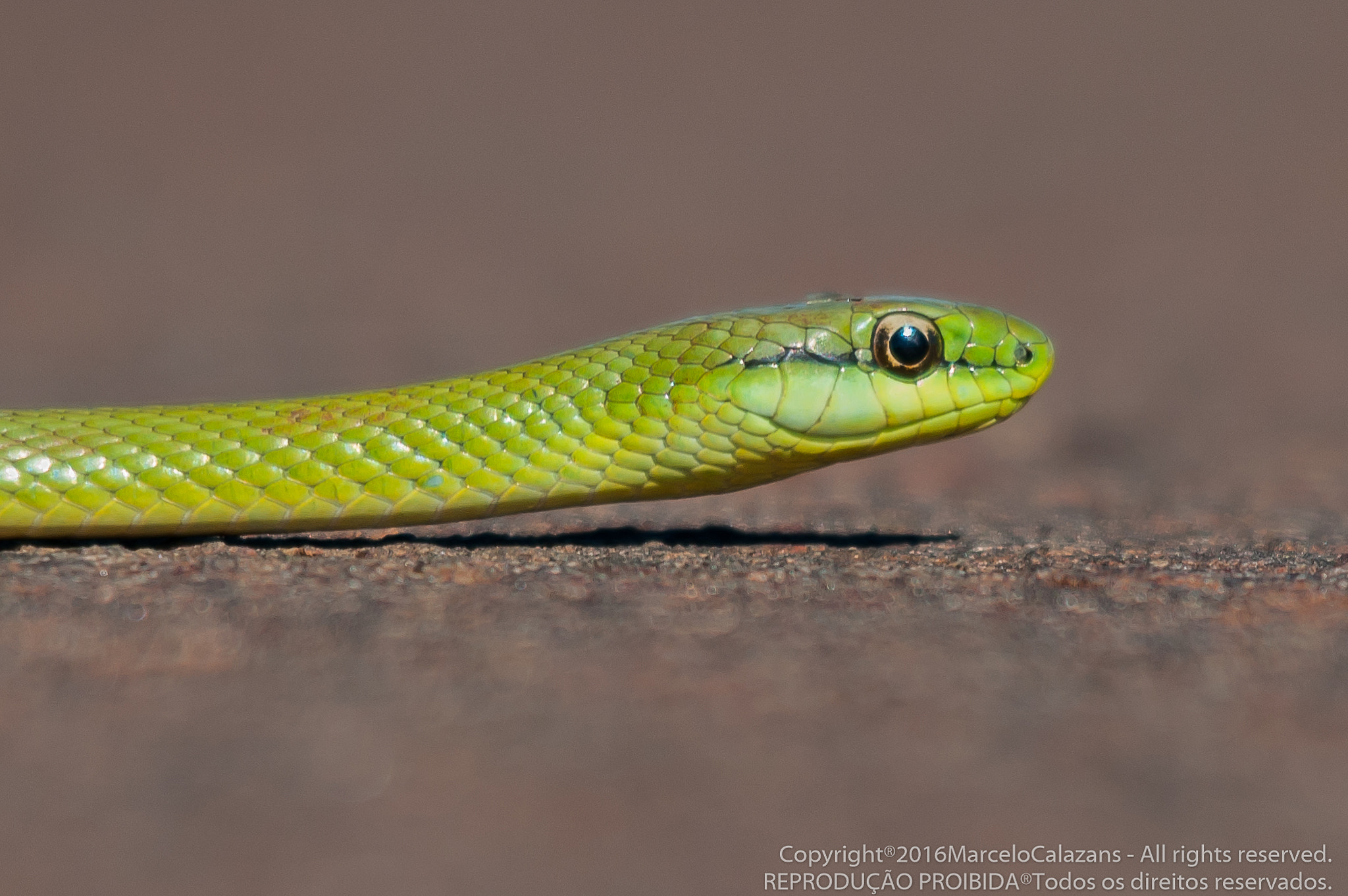 Sigma 150-500mm F5-6.3 DG OS HSM sample photo. Green snake photography