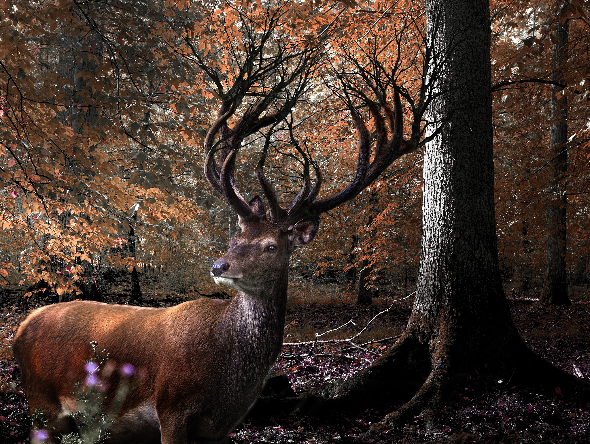 Canon EF 100-400mm F4.5-5.6L IS USM sample photo. Deer photography