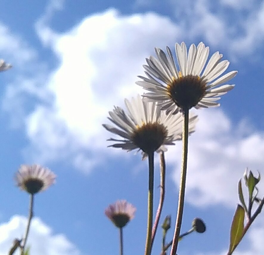 HTC DESIRE 620 sample photo. Beneath the daisies photography