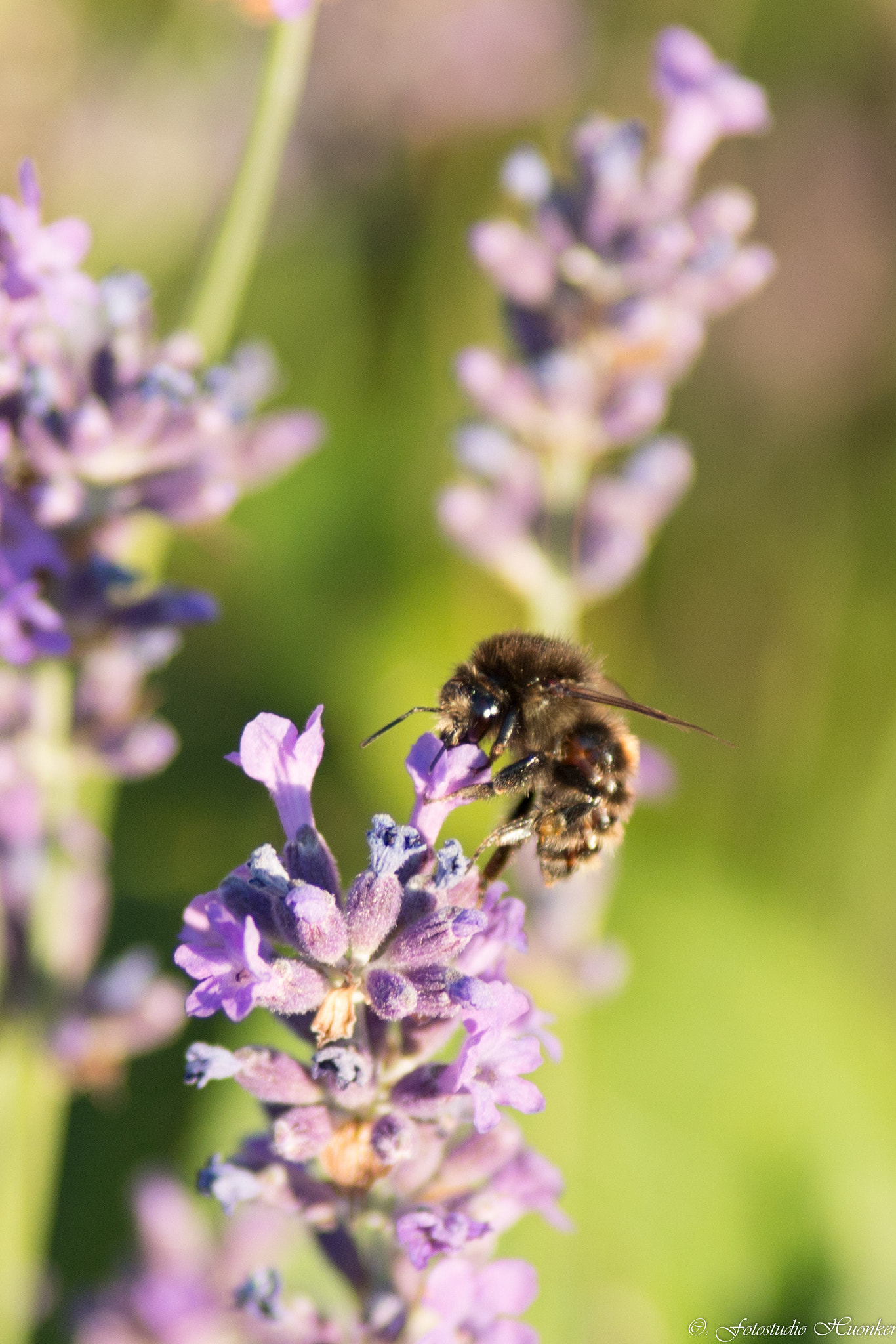 Canon EOS 70D + Canon EF 200mm F2.8L II USM sample photo. Bumblebee  photography