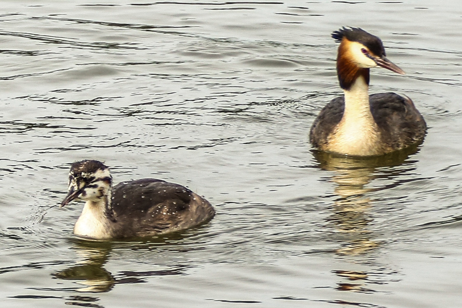 Canon EF 70-200mm F4L USM sample photo. Great crested grebe photography