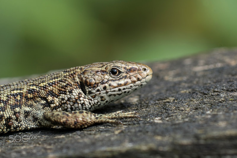 Sony ILCA-77M2 sample photo. Viviparous lizard photography