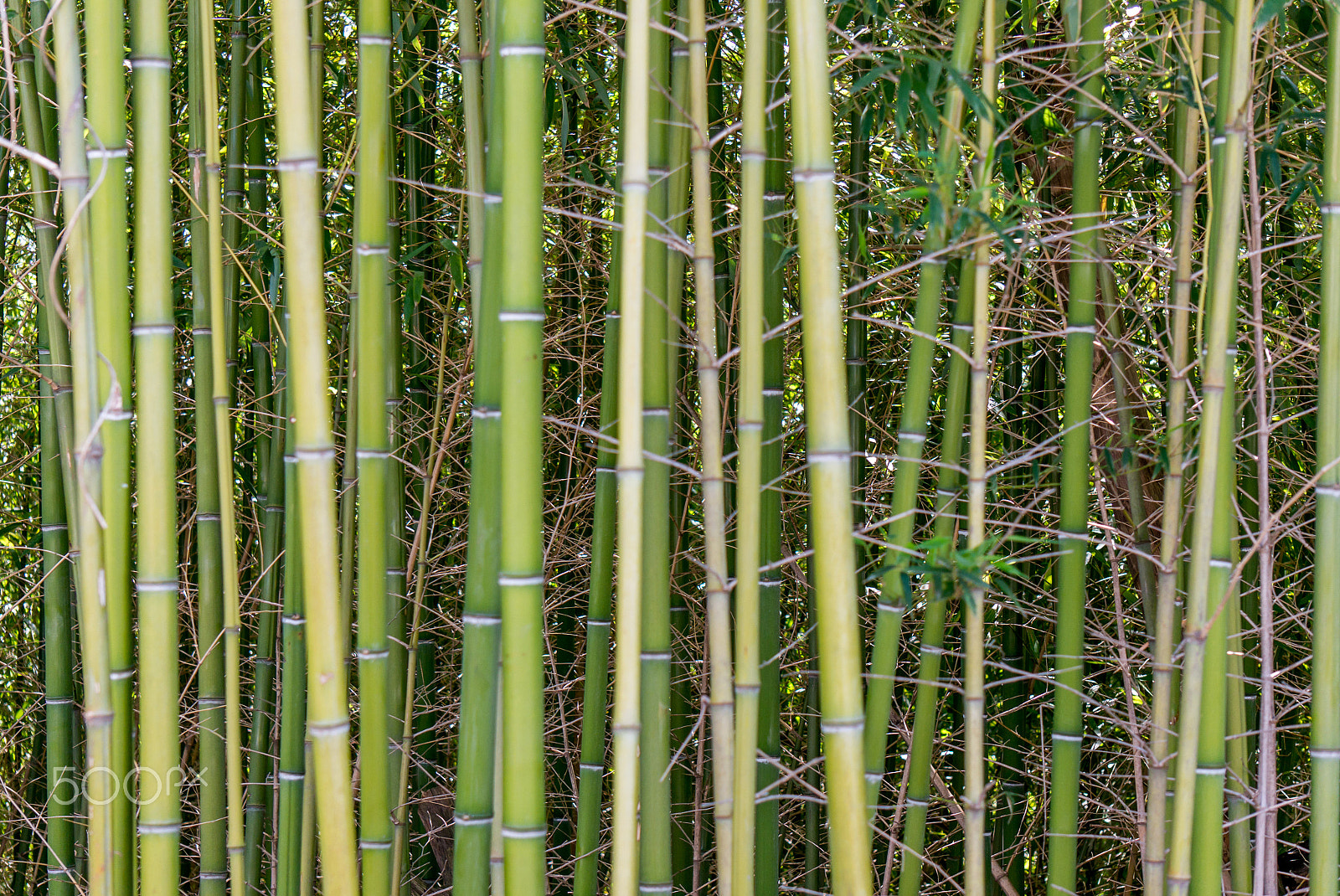 Sony Alpha NEX-5R + Sony E 55-210mm F4.5-6.3 OSS sample photo. Thickets of bamboo photography