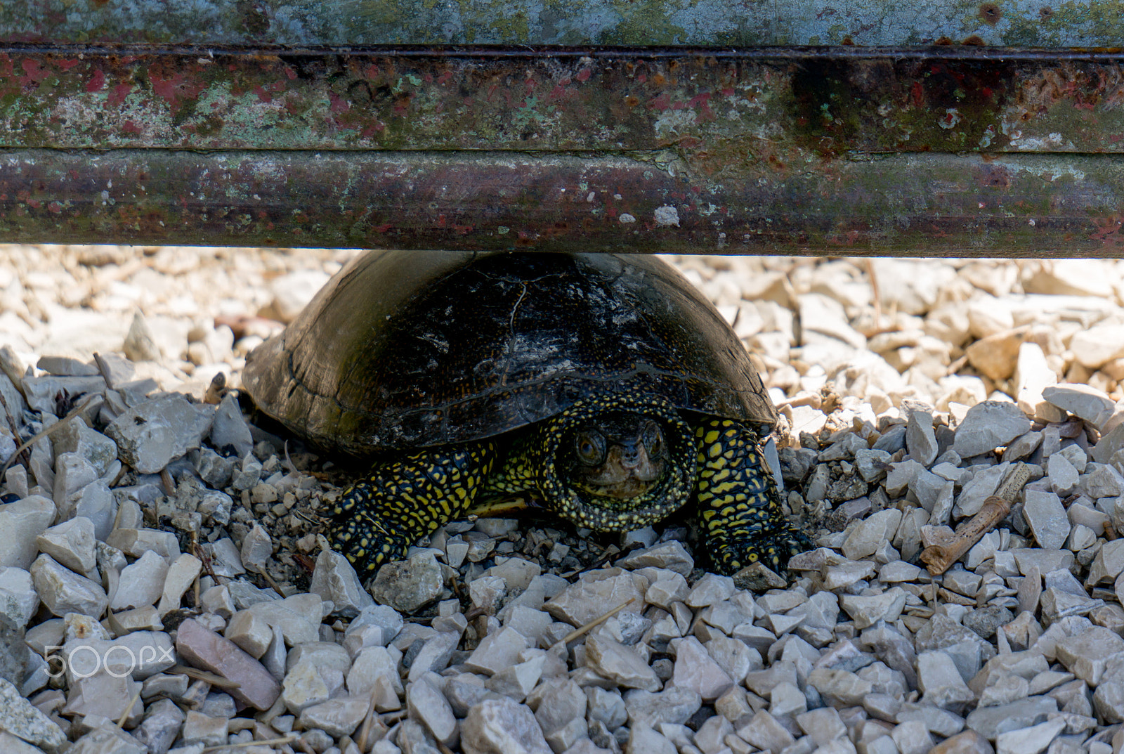 Sony Alpha NEX-5R + Sony E 55-210mm F4.5-6.3 OSS sample photo. Stuck turtle photography