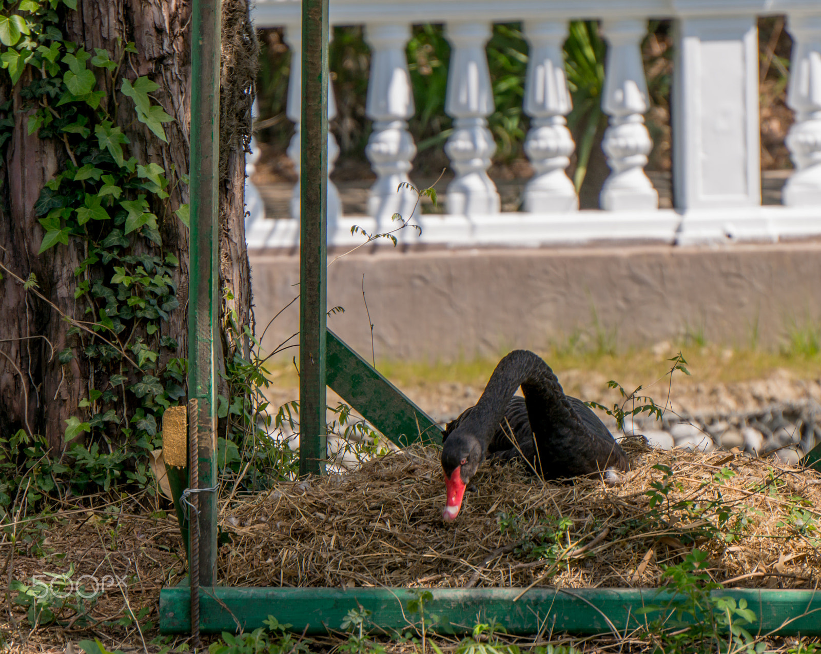 Sony Alpha NEX-5R + Sony E 55-210mm F4.5-6.3 OSS sample photo. Black swan in captivity photography