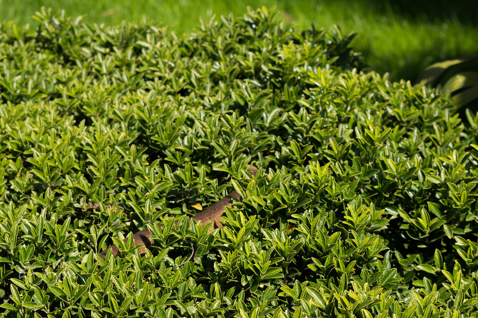 Sony Alpha NEX-5R + Sony E 55-210mm F4.5-6.3 OSS sample photo. Snake spa photography