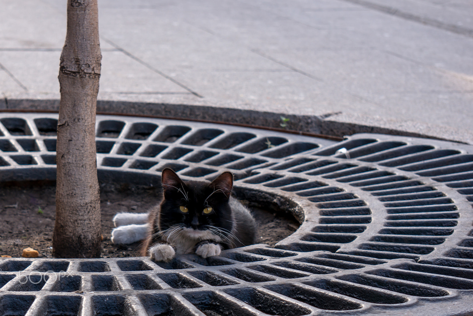 Sony Alpha NEX-5R + Sony E 55-210mm F4.5-6.3 OSS sample photo. The famous cat photography