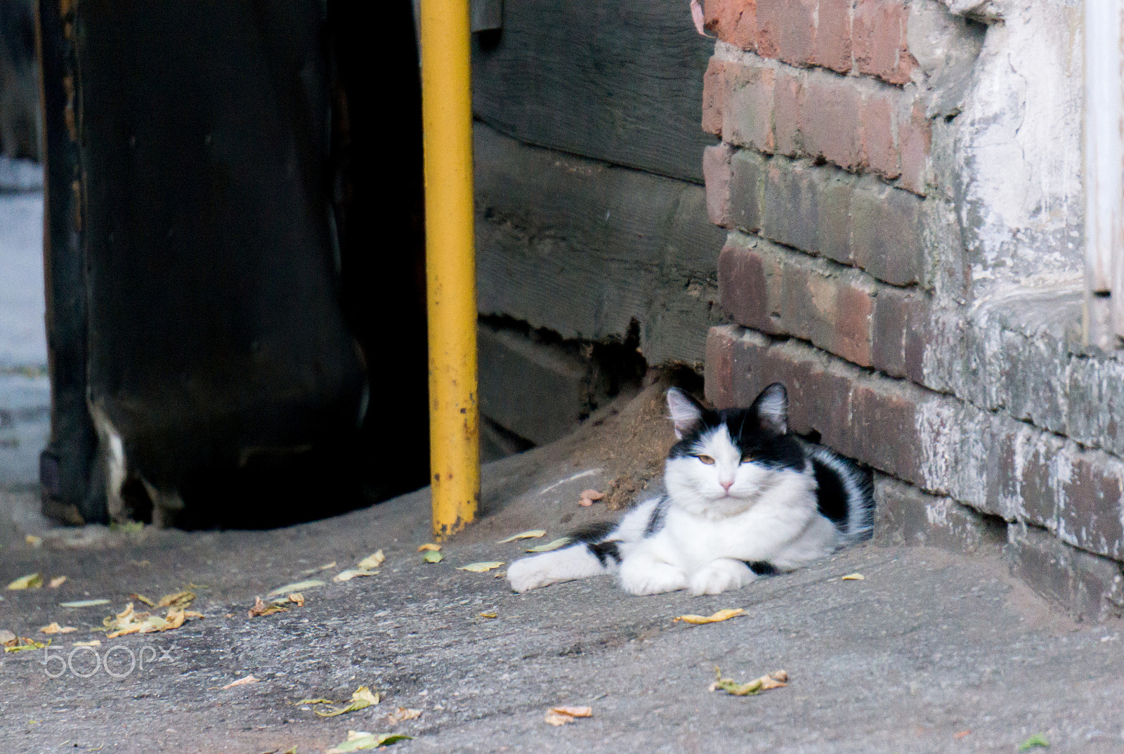 Sony Alpha NEX-5R + Sony E 55-210mm F4.5-6.3 OSS sample photo. Hot day for a cat photography