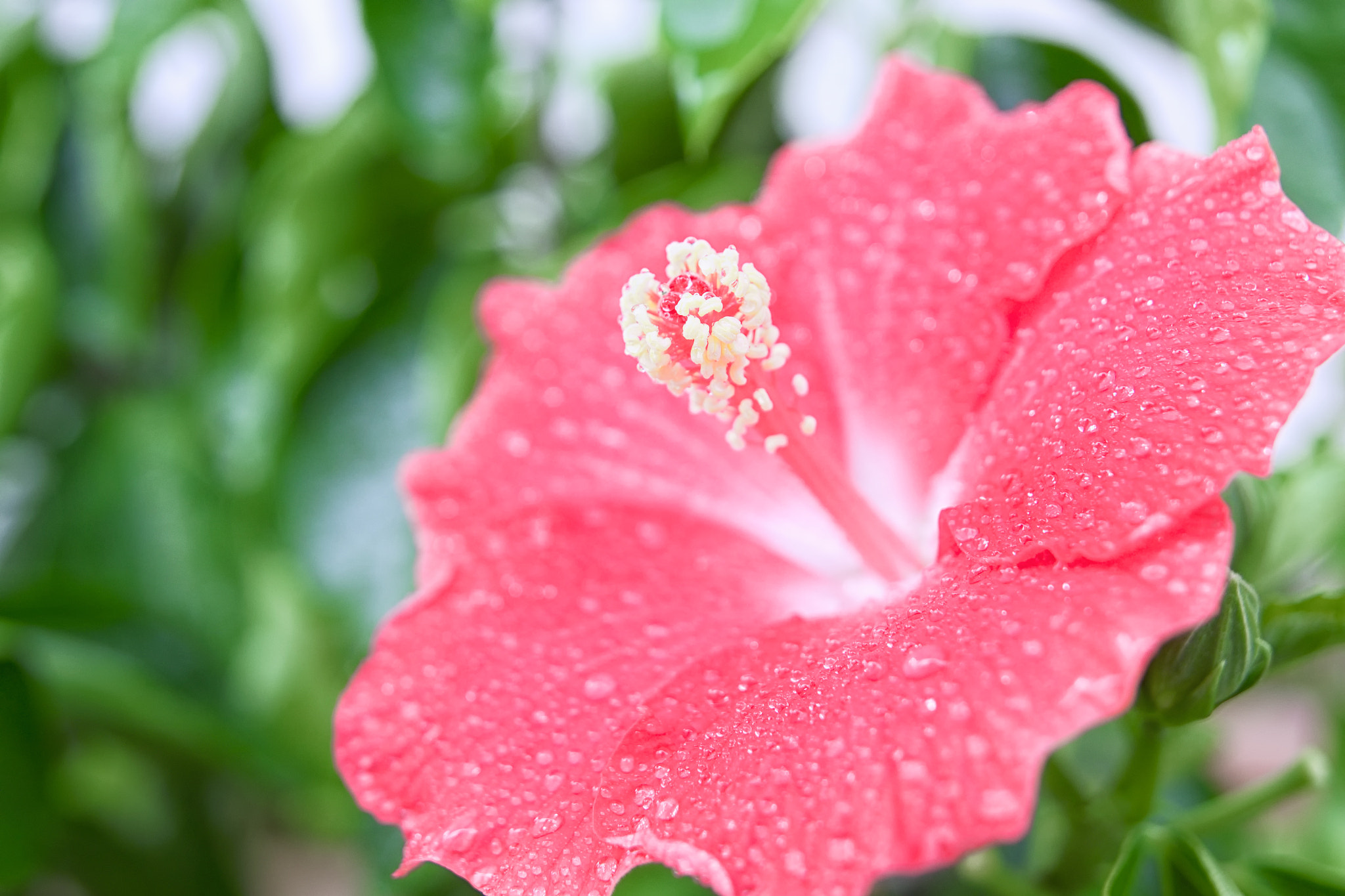 Panasonic Lumix DMC-GH3 + OLYMPUS DIGITAL 12-60mm Lens sample photo. Hibiscus photography