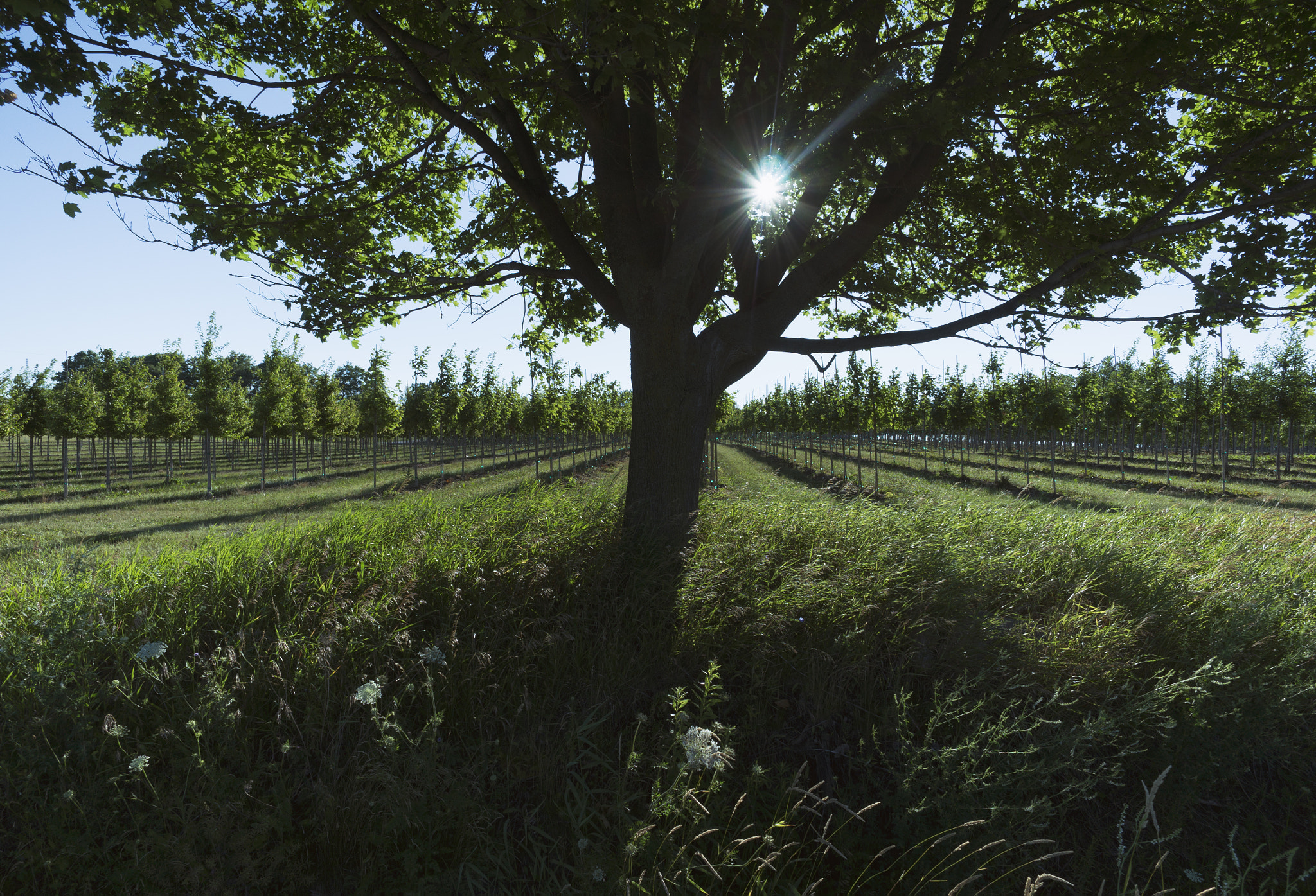 Sony Alpha NEX-6 + ZEISS Touit 12mm F2.8 sample photo. Lakeridge road, whitby | ontario photography