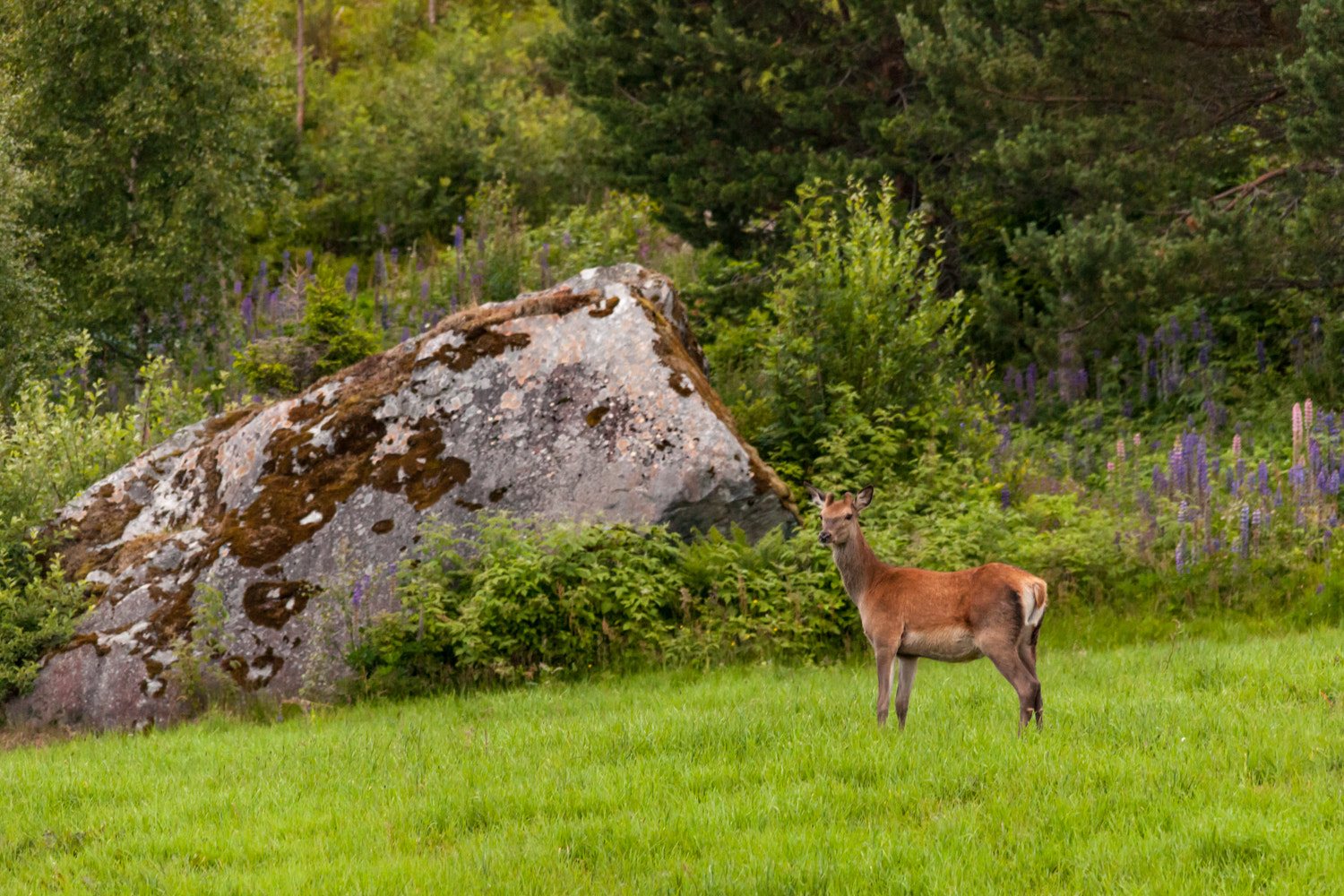 Sigma 150-500mm F5-6.3 DG OS HSM sample photo. Strange noise photography