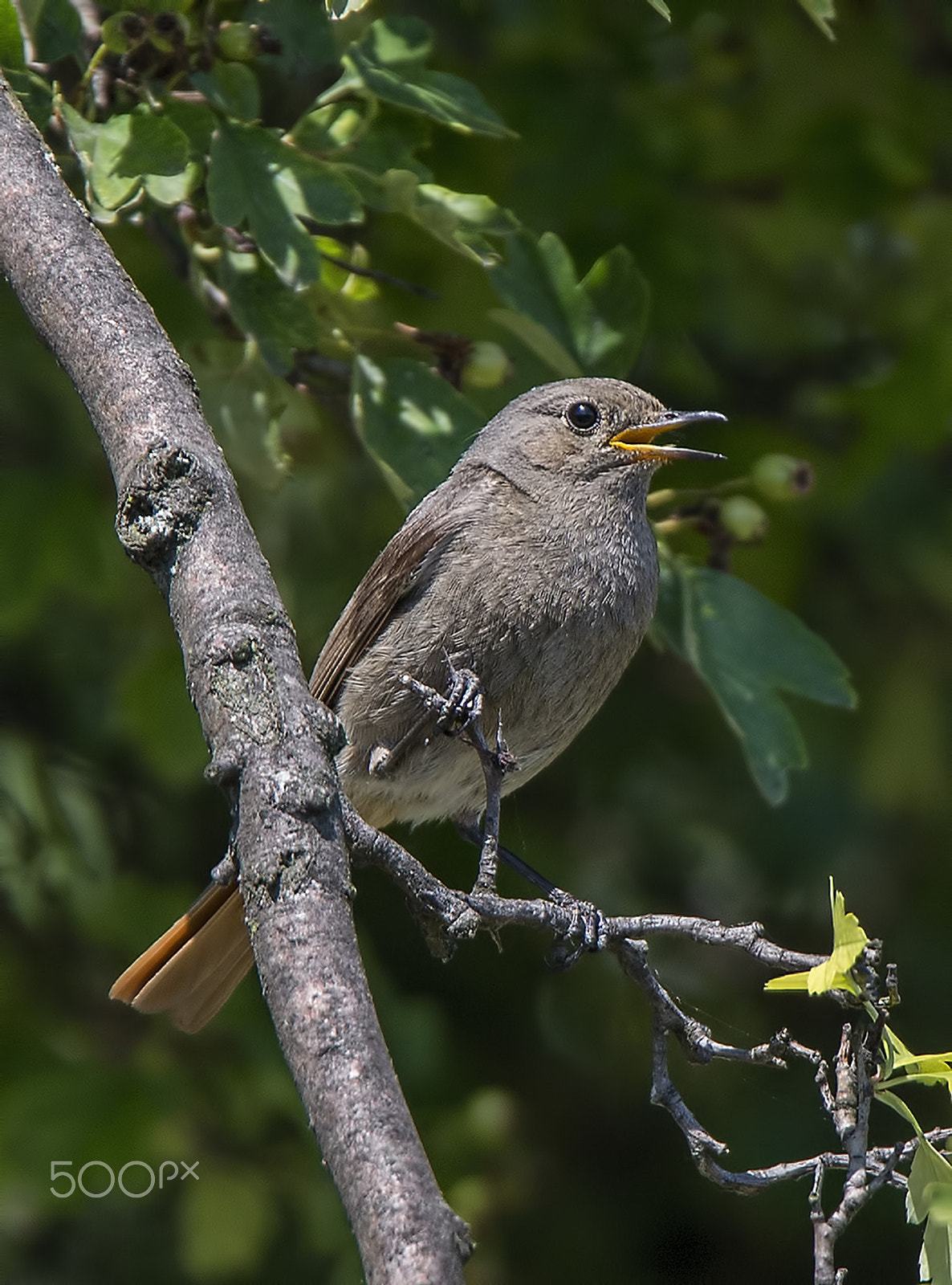 Nikon D600 sample photo. Singer (a black redstart-female) photography