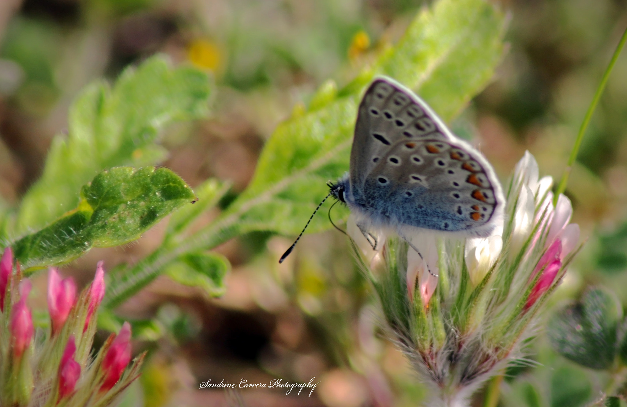 Canon EOS 7D Mark II + Tamron AF 70-300mm F4-5.6 Di LD Macro sample photo. Blue butterfly photography