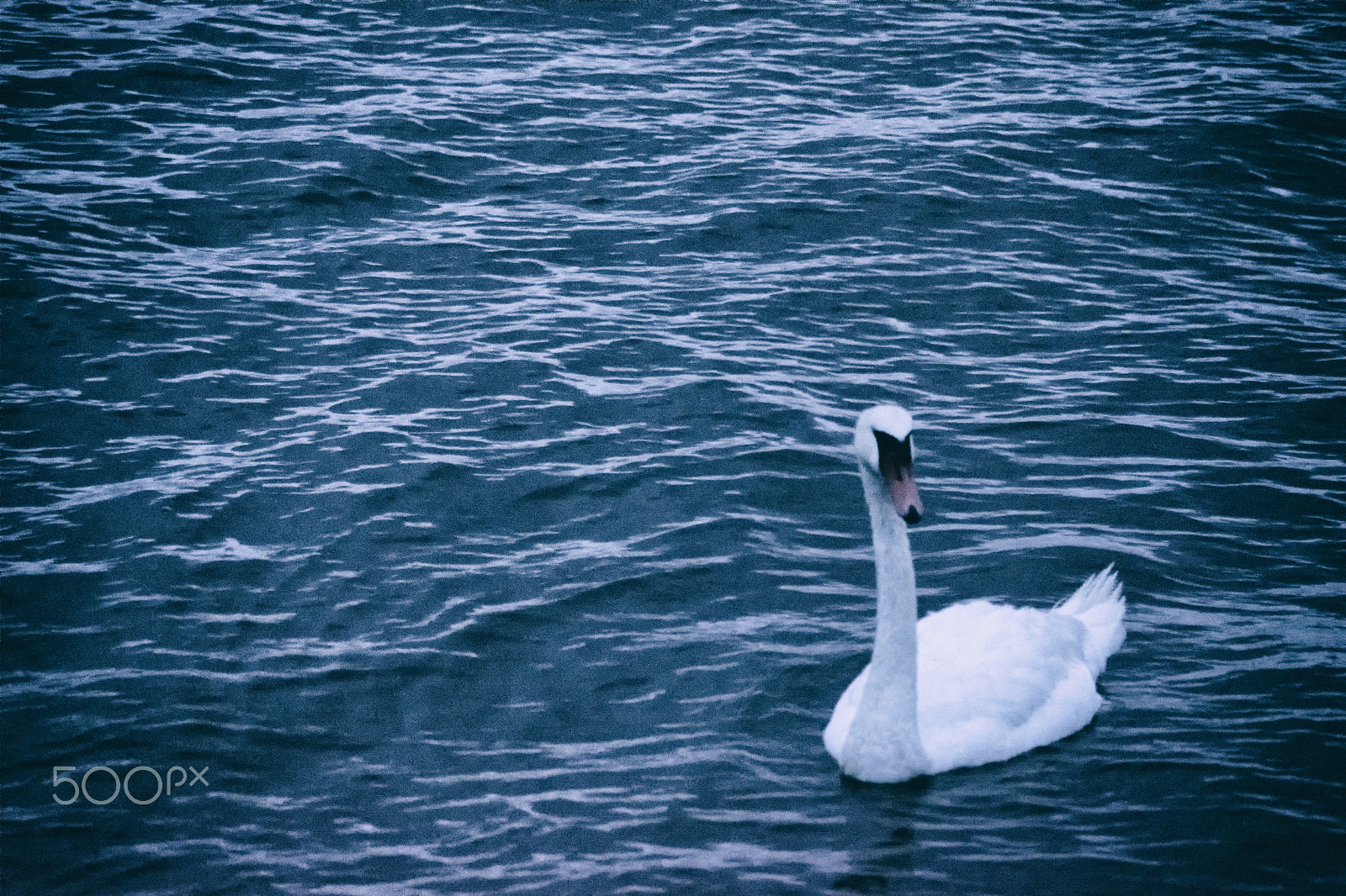 Nikon D7200 + Sigma 70-300mm F4-5.6 DG OS sample photo. The swan photography