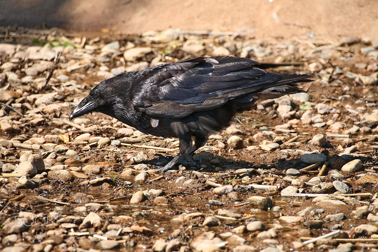Canon EOS 1000D (EOS Digital Rebel XS / EOS Kiss F) sample photo. Raven photography