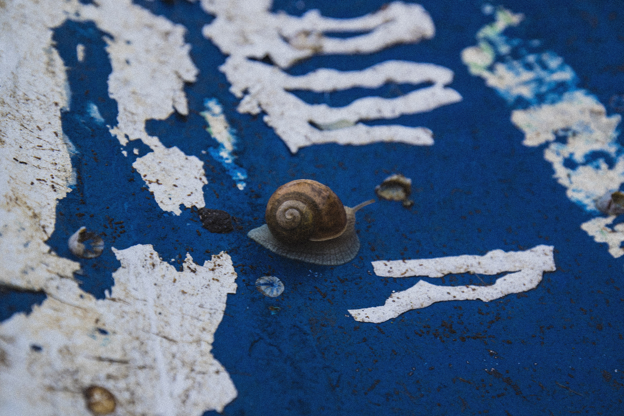 Canon EF 16-35mm F4L IS USM sample photo. Grain snail. photography