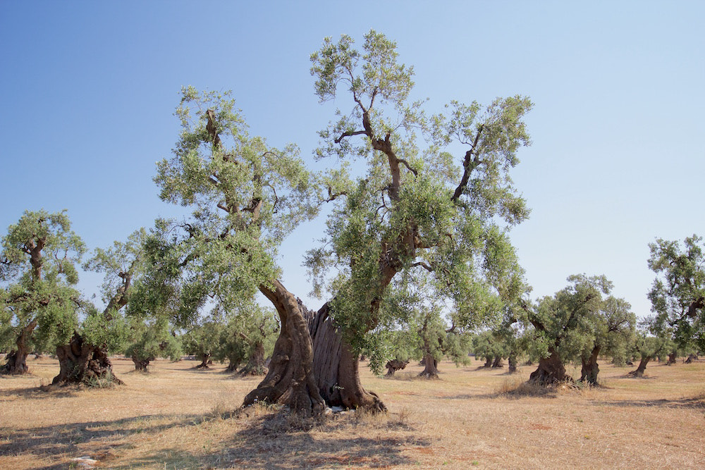 Canon EOS 60D + Canon EF 16-35mm F4L IS USM sample photo. Olive trees photography
