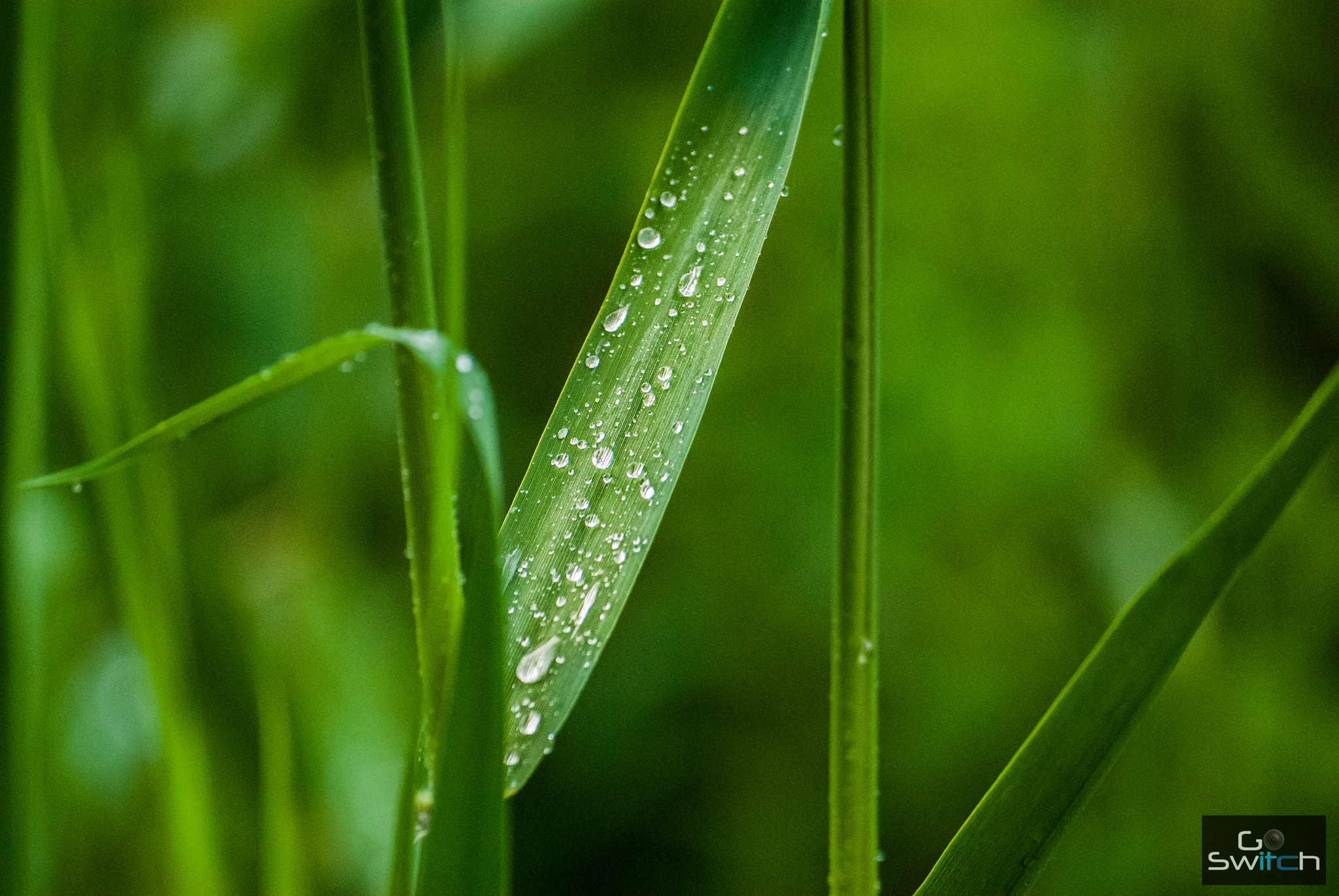 Nikon D200 sample photo
