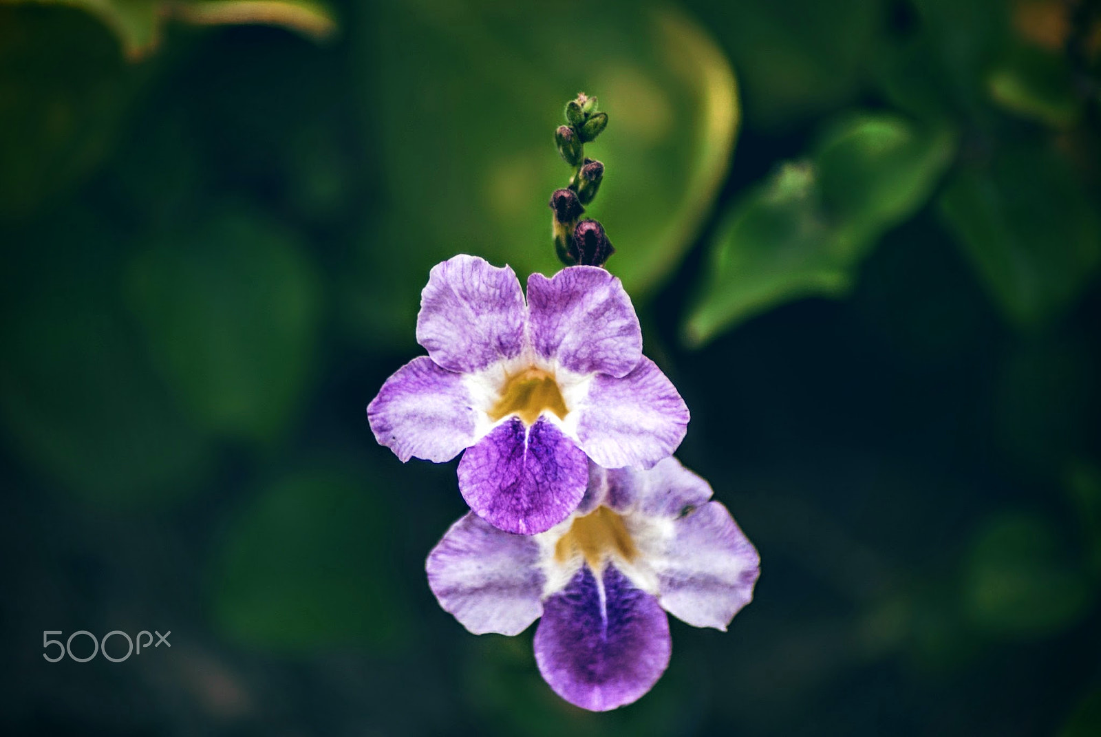Sony Alpha DSLR-A200 + Tamron Lens (255) sample photo. Tandem photography