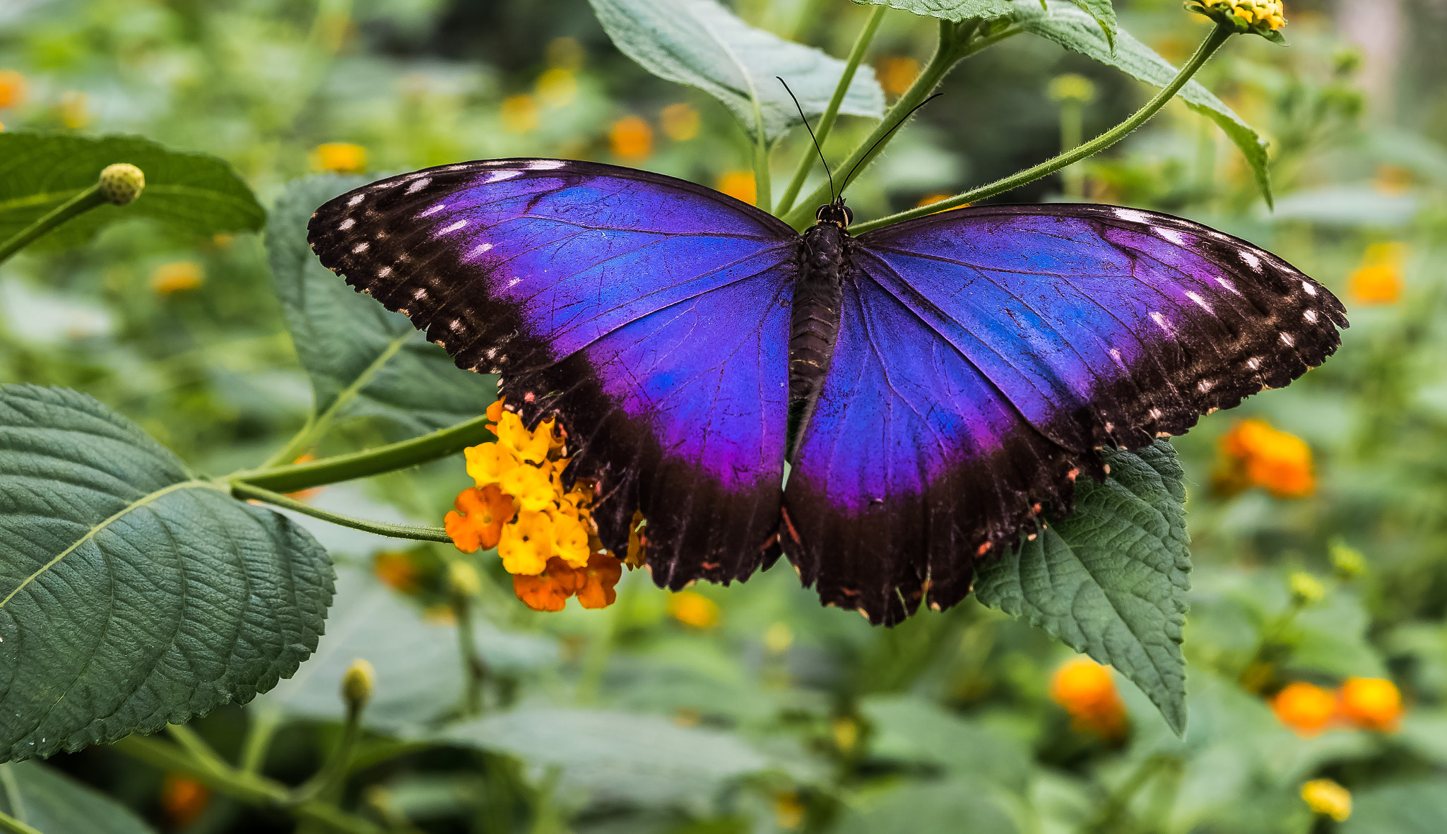 Nikon D750 + Sigma 24-70mm F2.8 EX DG Macro sample photo. Blue morpho butterfly photography