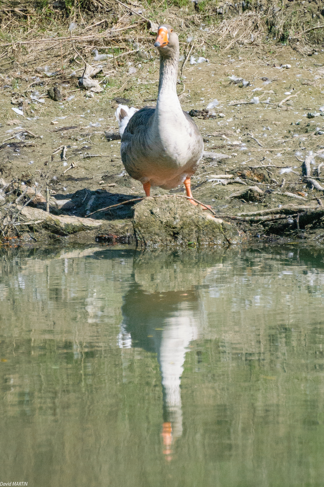 Nikon D50 + Tamron SP 70-300mm F4-5.6 Di VC USD sample photo. Goose and its reflection photography
