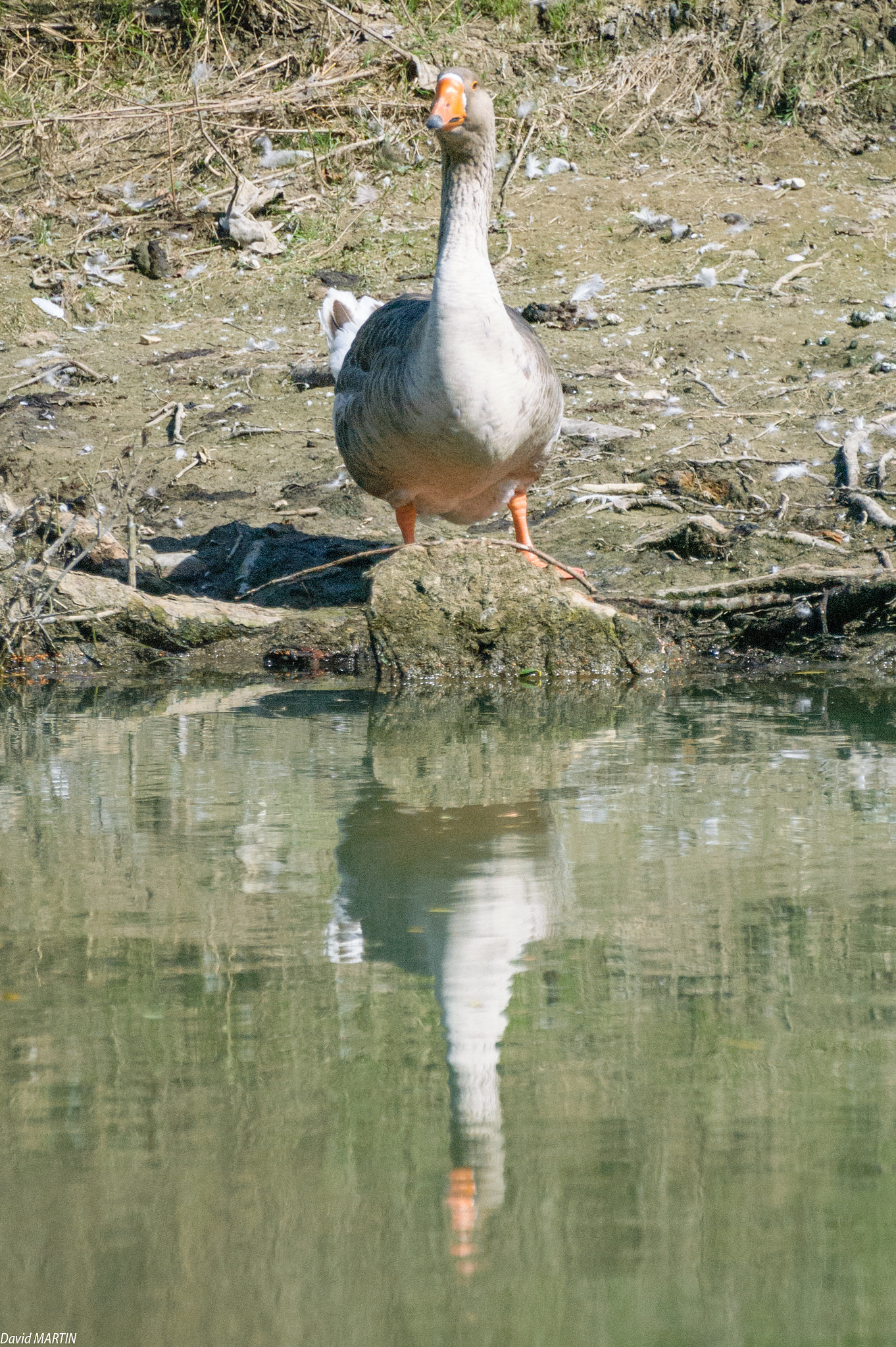 Nikon D50 sample photo. Goose and its reflection photography