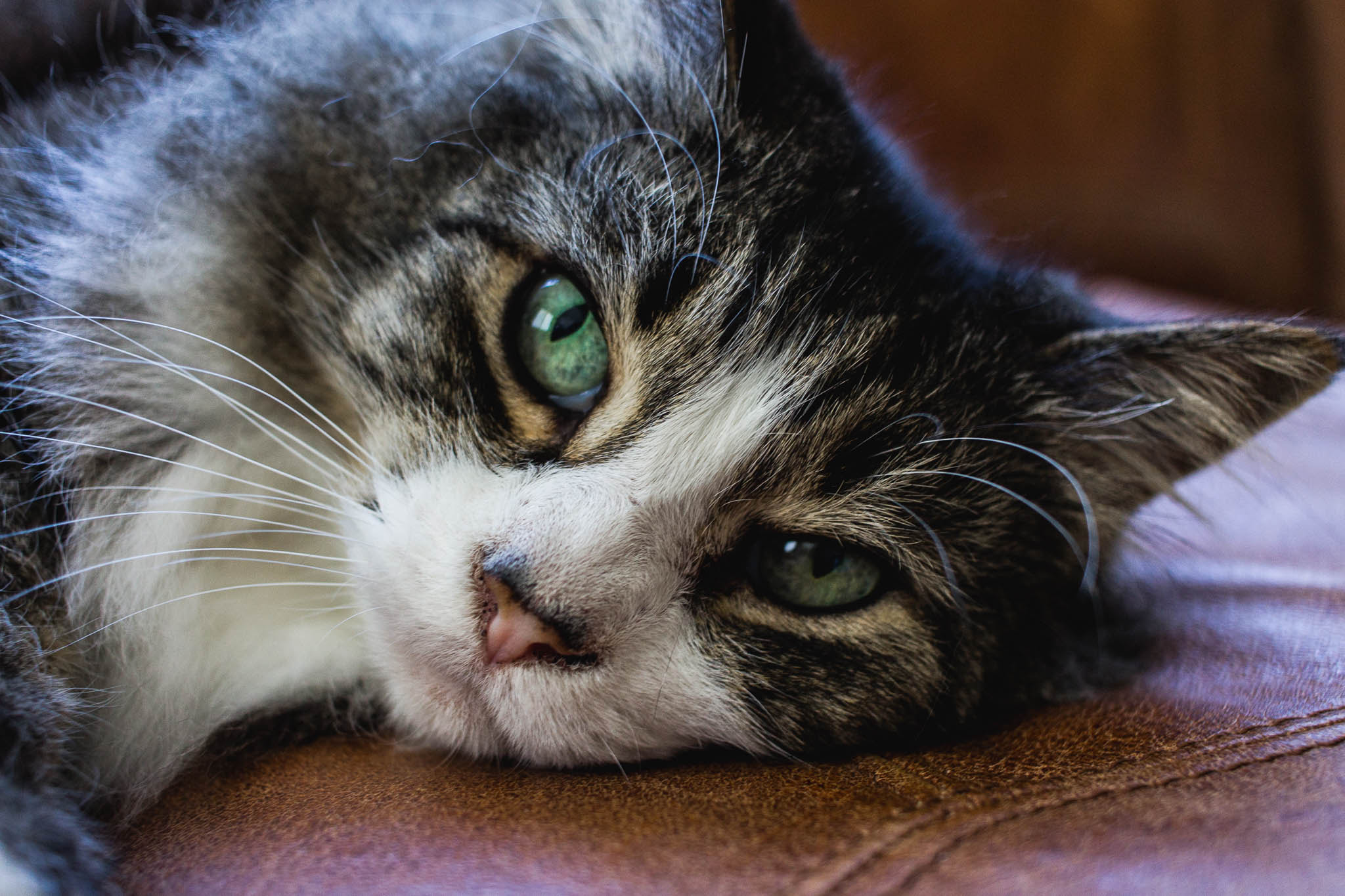 Canon EF-S 24mm F2.8 STM sample photo. Pepinot photography