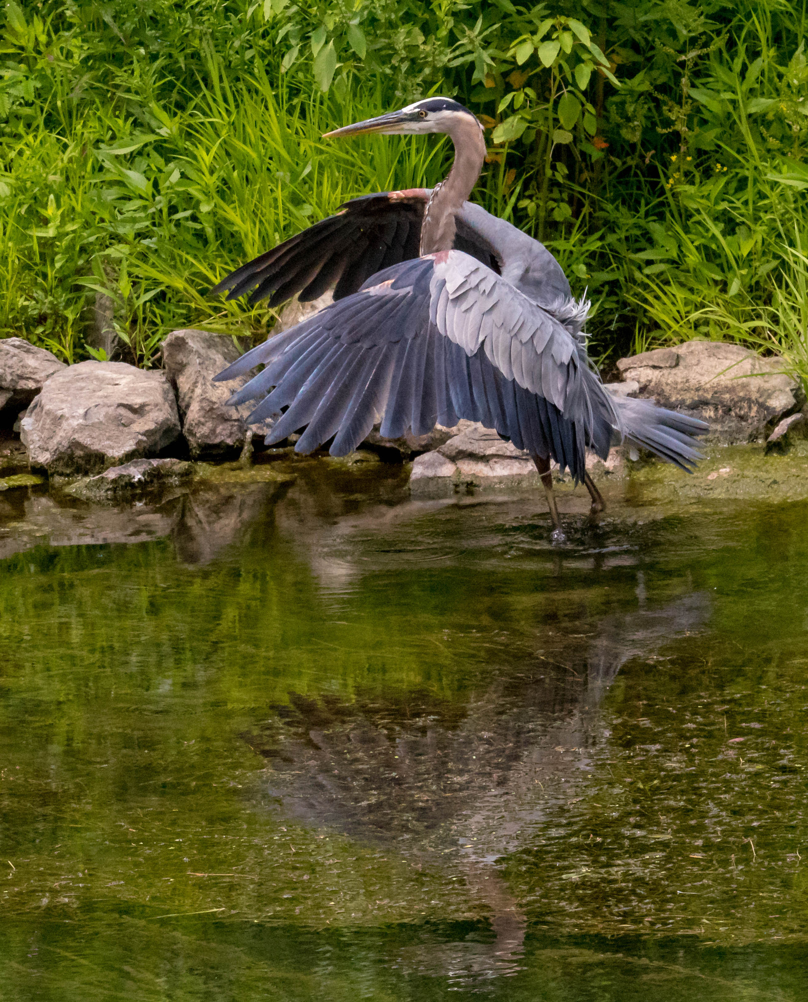 Canon EF 100-400mm F4.5-5.6L IS USM sample photo. Touchdown photography