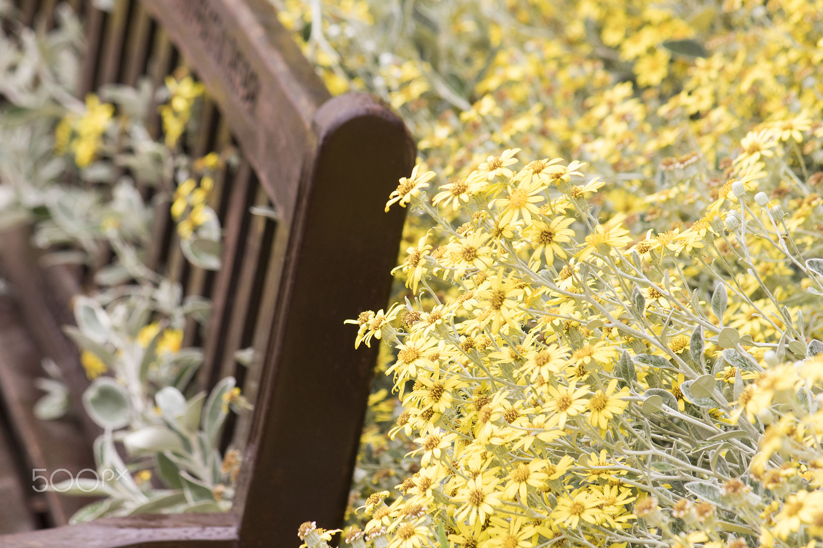 Canon EF-S 55-250mm F4-5.6 IS sample photo. Yellow flowers draped over a bench photography