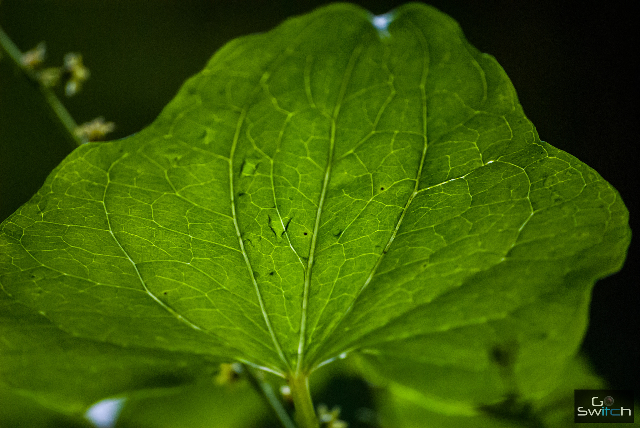 Nikon D200 sample photo