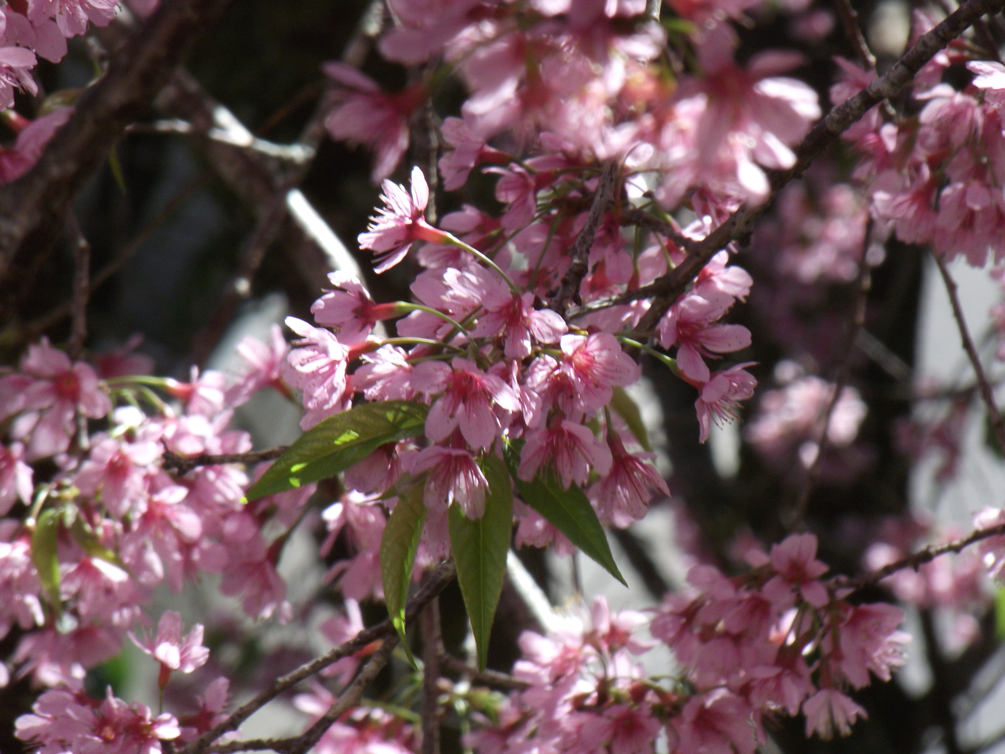 Fujifilm FinePix S2850HD sample photo. Cherry flowers photography