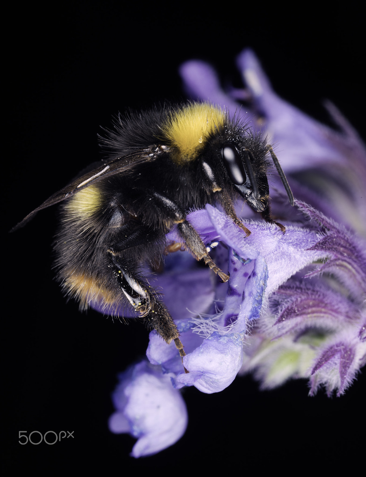 Canon MP-E 65mm F2.5 1-5x Macro Photo sample photo. Natures colours photography